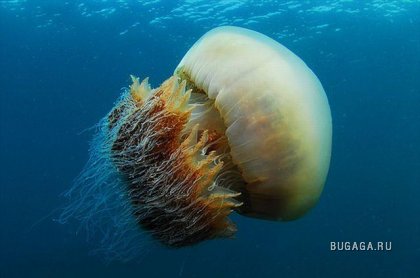200 килограммовые медузы