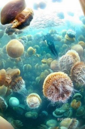 200 килограммовые медузы