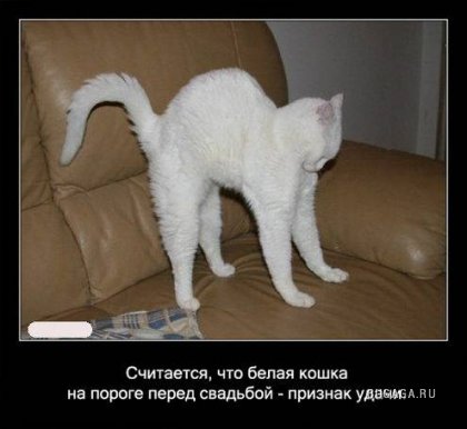 Интересные факты о кошках в картинках