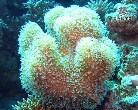Мягкий коралл саркофитон