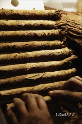 Производство кубинских сигар Cohiba