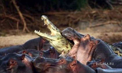 История одного дерзкого крокодила в фотографиях :)