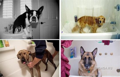 Как моются собаки