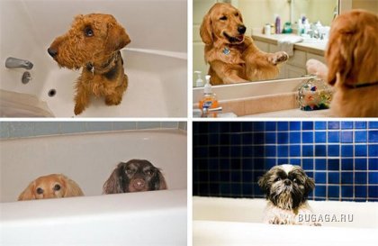 Как моются собаки