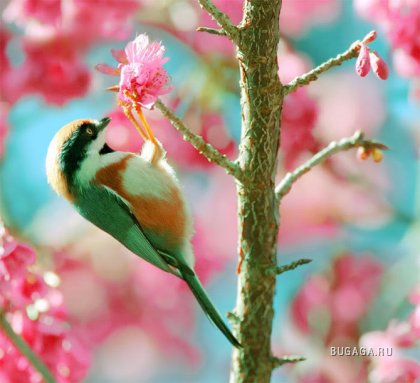Весенние птички от John Soong