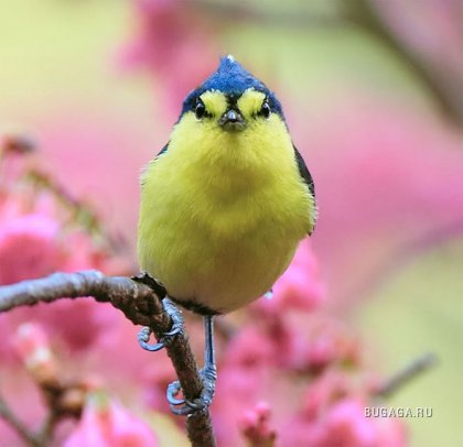 Весенние птички от John Soong