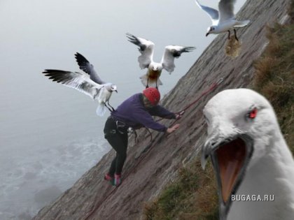 Птахи-доставахи (47 фото)