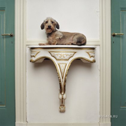 Собачья жизнь Maarten Wetsema
