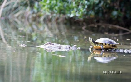 Необычная дружба: черепаха и аллигатор