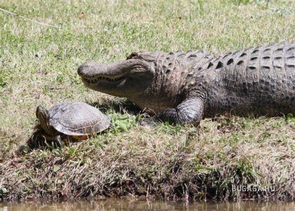 Необычная дружба: черепаха и аллигатор