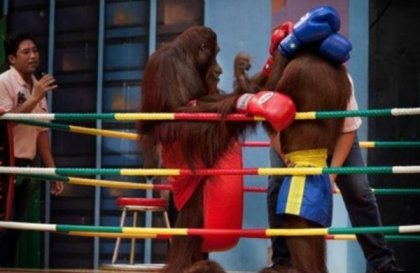 Орангутанги-боксёры