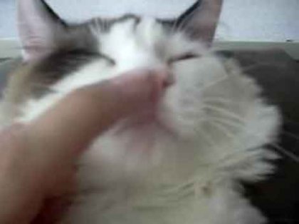 Как заставить кота чихнуть