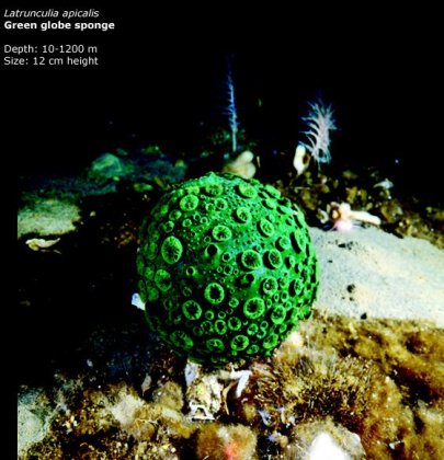 Фотографии глубоководных существ из книги Claire Nouvian The Deep
