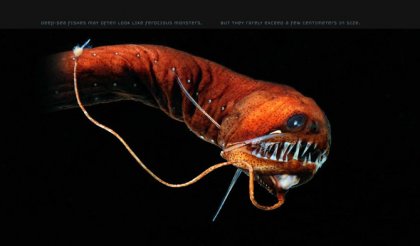 Фотографии глубоководных существ из книги Claire Nouvian The Deep