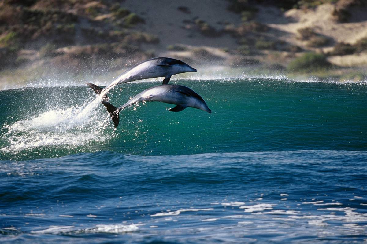 фотографии дельфинов в живой природе
