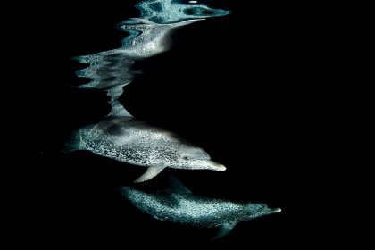 Nature's Best Photography: Морской мир 2010