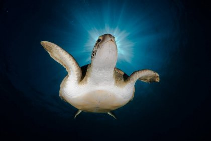 Nature's Best Photography: Морской мир 2010