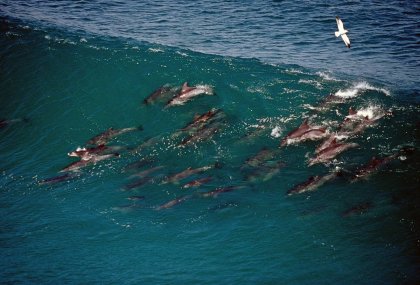На гребне волны: дельфины