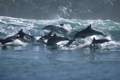 На гребне волны: дельфины