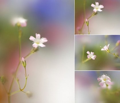 Цветы от Татьяны Макушиной