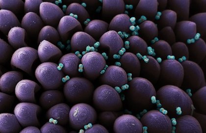 Пыльца под микроскопом от Martin Oeggerli