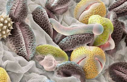 Пыльца под микроскопом от Martin Oeggerli