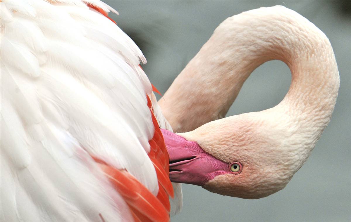 Цихлазома фламинго фото самца и самки