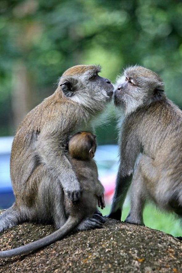 Поцелуй животных картинки