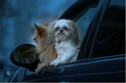 Собаки в автомобиле