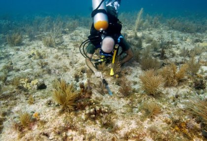 Подводная плантация кораллов