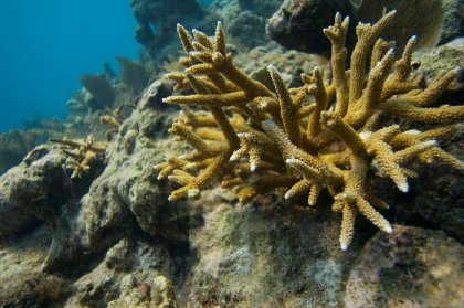 Подводная плантация кораллов