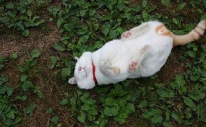 Самый ленивый кот в мире