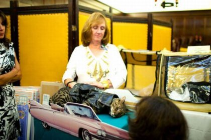 Выставка нарядных кошек