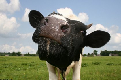 Ах, эти милые коровки