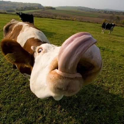 Ах, эти милые коровки