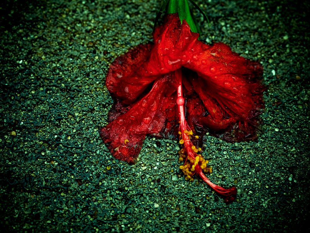 Жизнь в цвете: красный 