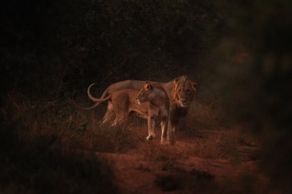 Животные Африки