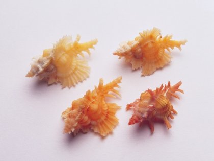 Раковины моллюсков или ракушки