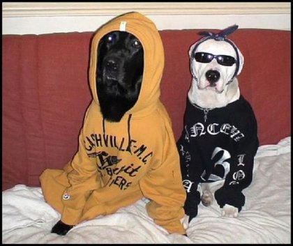 Собаки-гангстеры
