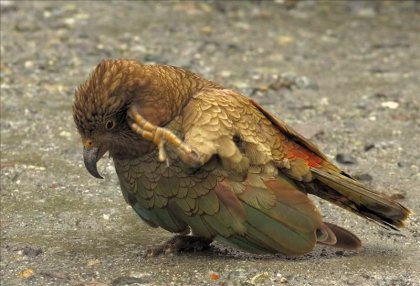 Умнейшие попугаи Кеа