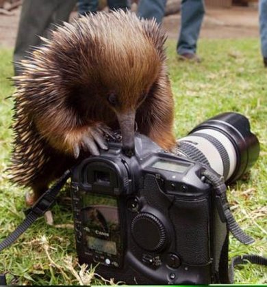 Животные и фотокамеры