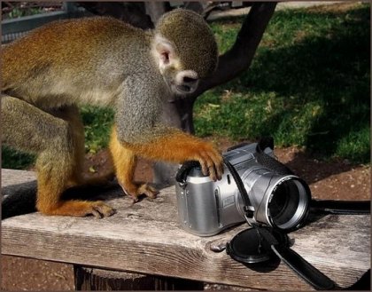 Животные и фотокамеры