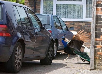 Животные против автомобилей