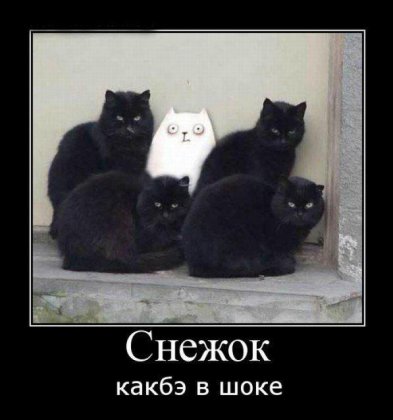 Фото-приколы + демотиваторы Фото-приколы + демотиваторы