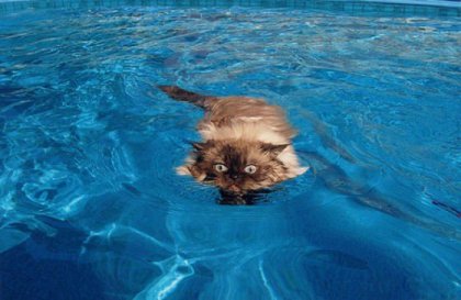 Кошки плавают
