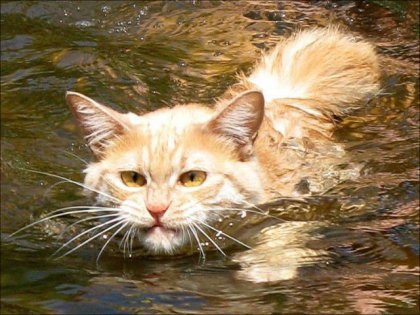Кошки плавают