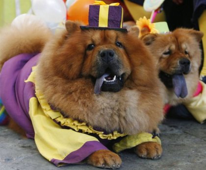 Хеллоуин: наряды собак