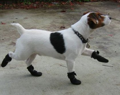 Обувь для животных