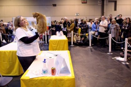 Выставка кошек Supreme Cat Show