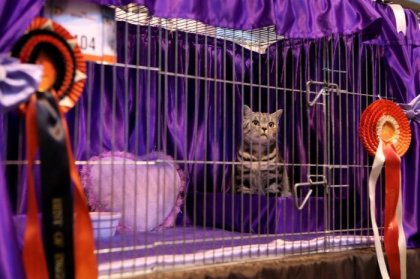 Выставка кошек Supreme Cat Show